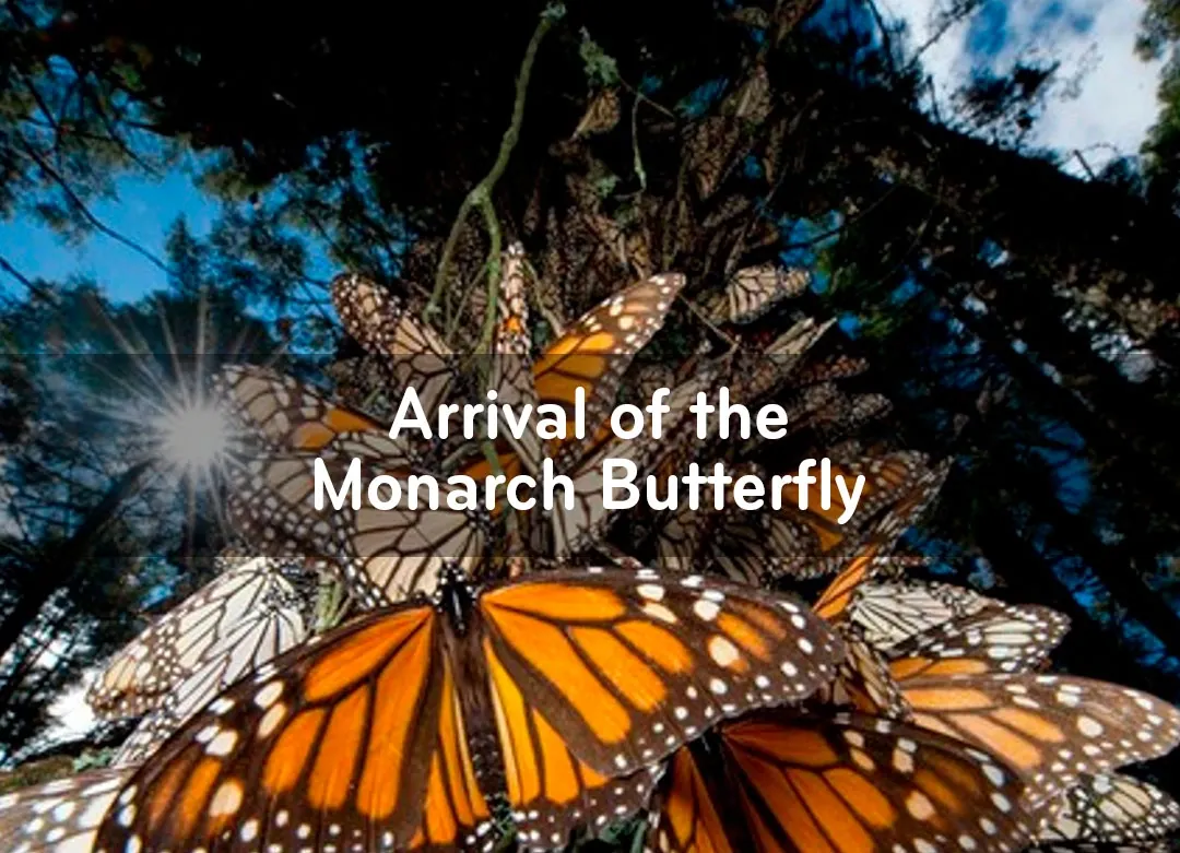 Event 2: Arrival of the Monarch Butterfly